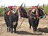 Tại Tây Tạng, bò Tây Tạng đôi khi được trang trí.