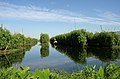 Floating Garden