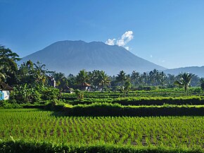 Agung vist dempuèi los camps de ris