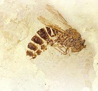 Fossile de Palaeovespa florissantia