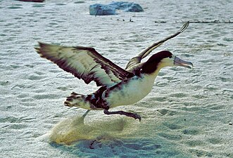 Stellers albatros (Phoebastria albatrus)