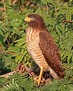 Roadside hawk (Rupornis magnirostris) immature 2