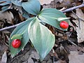 Ruscus hypoglossum L., plant under conservation and regulated use of nature in a forest near Gabrovo.