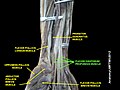 Flexor digitorum profundus muscle