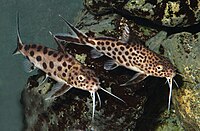 モツゴ（左：コイ科）およびサカサナマズ科の一種 synodontis grandiops(右)。コイ目・ナマズ目を含む骨鰾上目の仲間は世界中の淡水域に分布し、淡水魚全体の半数近くを占める重要な存在となっている