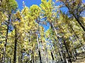 Hutan saat musim gugur di Pegunungan Sayan Timur, Buryatia, Rusia.