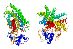 Aromatase