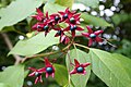 Plody blahokeře pozdního (Clerodendrum trichotomum)