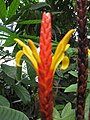 Aphelandra hartwegiana