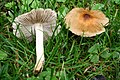 !!Inocybe squamata!!