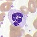 Neutrophiler Granulozyt