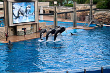 Tres dofins saltant en una piscina artificial.