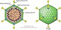 Cápside de la familia Tectiviridae que infecta bacterias.