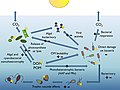 Image 44 Bacterioplankton and the pelagic marine food web Solar radiation can have positive (+) or negative (−) effects resulting in increases or decreases in the heterotrophic activity of bacterioplankton. (from Marine prokaryotes)