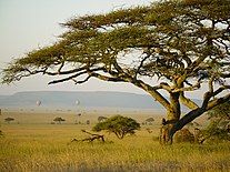 Krajobraz Serengeti