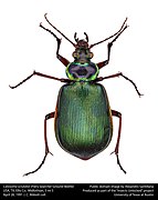 Calosoma scrutator by Alejandro Santillana "Insects Unlocked" Project, University of Texas at Austin.