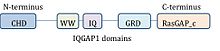 Domains of IQGAP1.
