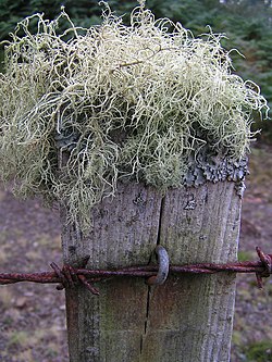 un lichen vert glauque fruticuleux (aspect chevelu) au sommet d'un piquet et un autre verdâtre crustacé un peu plus bas