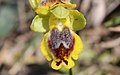 Ophrys lutea galilaea