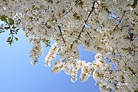 Prunus speciosa in the Jardin des Plantes of Paris April 2013.