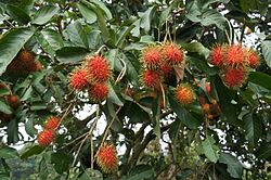 Tumbuhan Rambutan