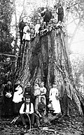 A group portrait portrays the trees' remarkable scale.