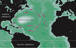 Image illustrative de l’article Mer des Sargasses