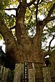 In giappone i tronchi di queste piante, poste in prossimità dei luoghi di culto, vengono tuttora cinti con corde (con strisce di carta) secondo tradizione shintoista
