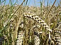 Fotografia d'una espiga de blat tendre (Triticum æstivum)