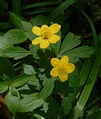 anémone fausse renoncule (Anemone ranunculoides).