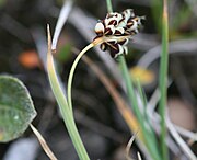 Bicoloured sedge