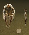 Cranio e mandibola di Cainotherium laticurvatum