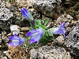 Clopoțel (Campanula tridens)