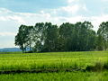 La campagna intorno a Casale Monferrato