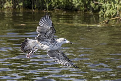 juvenile in flight