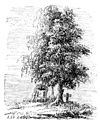 Die Gartenlaube (1867) b 749 1.jpg Preußischer Denkstein am Saume des Waldes von Sadowa.