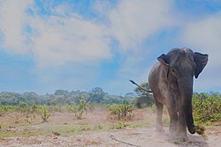 Gajah sumatra di Taman Wisata Alam Seblat