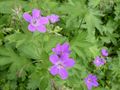 Miškinis snaputis (Geranium sylvaticum)