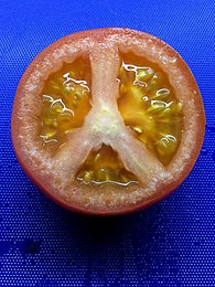 Tomaat: dwarse doorsnede van vrucht, met daarin zaden