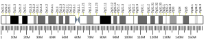 Chromosome 7 humain