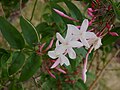 Jasminum polyanthum