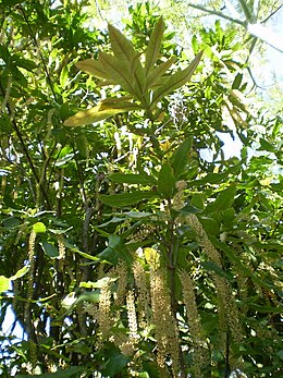 Vakarinis anakardis (Anacardium occidentale)