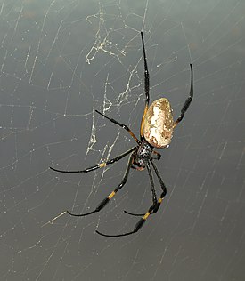 Nephila senegalensis