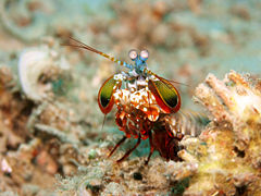 Un exemple de crevette mante : Odontodactylus scyllarus.