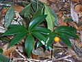 Drymophila moorei, an understorey plant at Mount Banda Banda