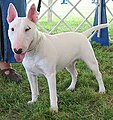 Chien de race Bull Terrier de profil, de couleur blanche, l'intérieur des oreilles et l'extrémité du nez roses et la truffe noire.