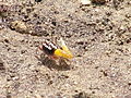 fiddler crab in Bohol, Philippines (Uca sp.; agukoy in Visayan dialect)