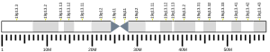 Chromosome 19 humain