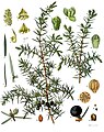 Einer (Juniperus communis)