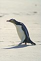 Жолтоок пингвин Megadyptes antipodes